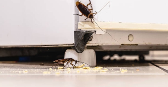 cockroach on fridge