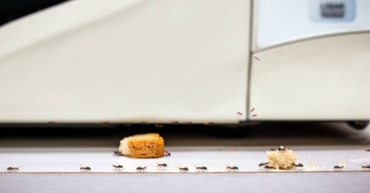 Ants in kitchen