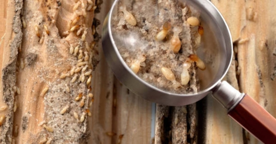 termites