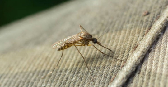 mosquito